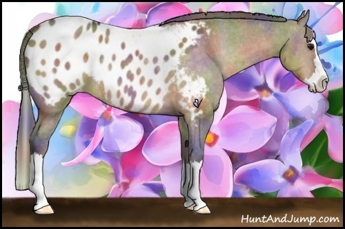 Horse Color:Nacre Brown Roan Dun Splash Blanket Rabicano