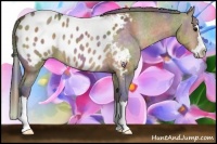 Horse Color:Nacre Bay Roan Dun Splash Appaloosa Rabicano 