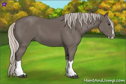Horse Color:Silver Black Splash