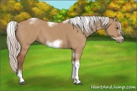 Horse Color:Silver Bay Dun Sabino Tobiano Frame Rabicano