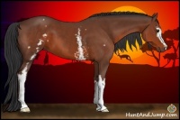 Horse Color:White Spotted Bay 