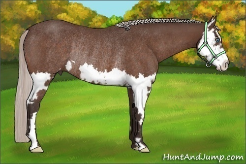 Horse Color:Silver Bay Roan Splash Frame Rabicano 