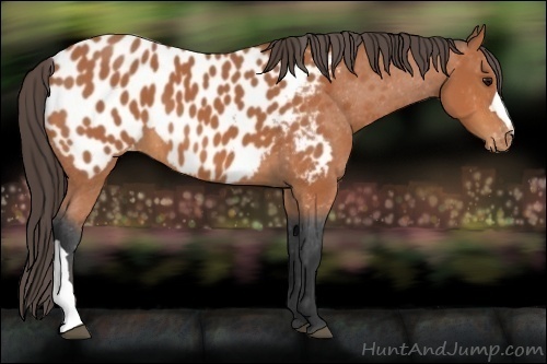 Horse Color:Bay Blanket