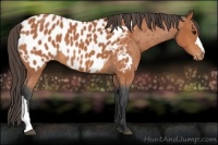 Horse Color:Bay Appaloosa 