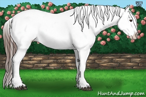 Horse Color:Liver Chestnut Near Leopard 