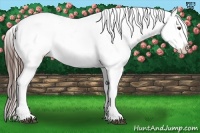 Horse Color:Liver Chestnut Near Leopard