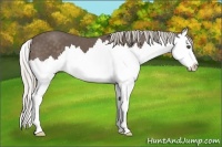 Horse Color:Silver Black Splash