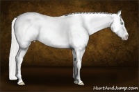 Horse Color:Silver Amber Cream Champagne Roan Dun Splash Frame Appaloosa 