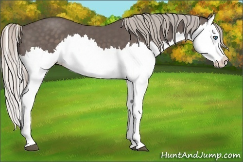 Horse Color:Silver Black Splash 
