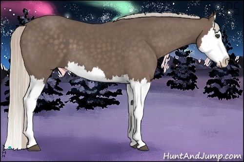 Horse Color:Silver Black Splash 