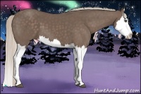 Horse Color:Silver Black Splash 