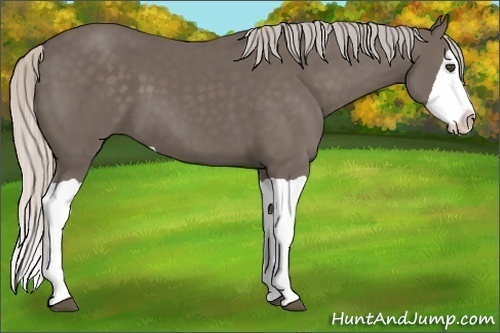 Horse Color:Silver Black Splash 