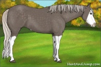 Horse Color:Silver Black Splash