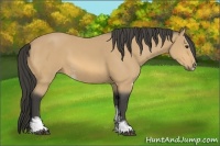 Horse Color:Buckskin Sabino 