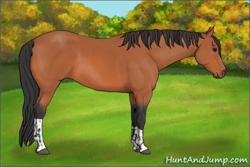 Horse Color:Bay Roan  and Bay 