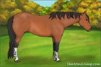 Horse Color:Bay Roan  and Bay 