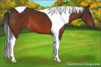 Horse Color:Bay Tobiano 