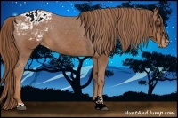 Horse Color:Chestnut Sabino Appaloosa