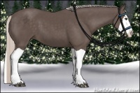 Horse Color:Silver Black Splash