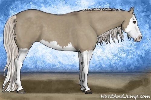Horse Color:Silver Grullo Splash 