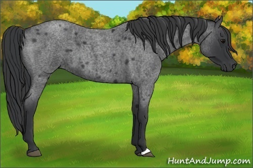 Horse Color:Blue Roan 
