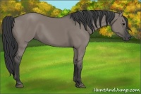 Horse Color:Grullo