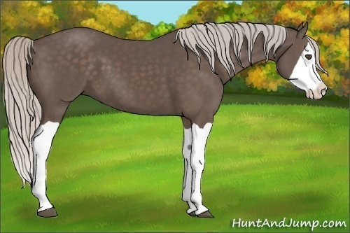 Horse Color:Silver Black Splash