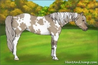 Horse Color:White Spotted Silver Grullo 