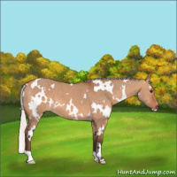 Horse Color:White Spotted Silver Bay Dun 