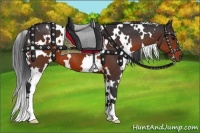 Horse Color:White Spotted Brown 