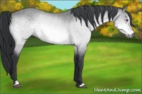 Horse Color:Buckskin Chinchilla Sabino