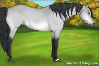 Horse Color:Bay Chinchilla 