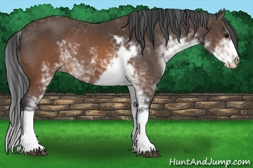 Horse Color:Brown Sabino