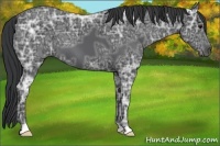 Horse Color:Black Ice 
