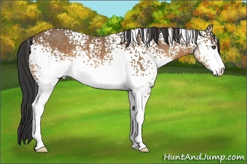 Horse Color:White Spotted Buckskin Sabino