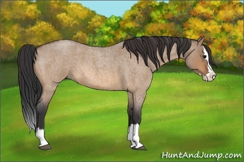 Horse Color:Bay Roan Dun Splash