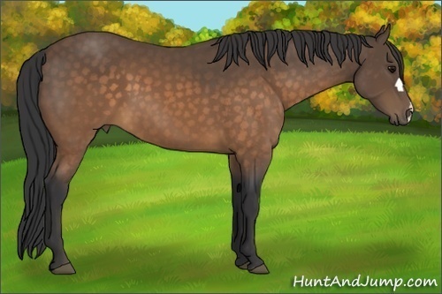 Horse Color:Buckskin 