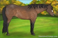 Horse Color:Buckskin 