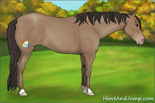 Horse Color:Classic Champagne 