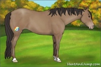 Horse Color:Classic Champagne 