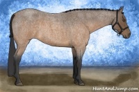 Horse Color:Buckskin Roan