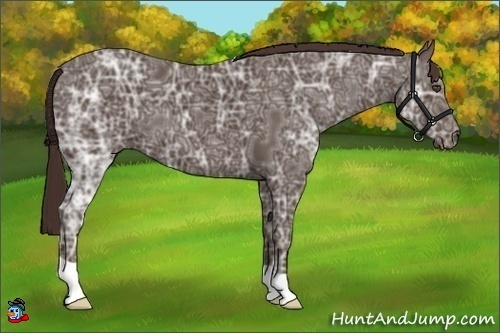 Horse Color:Liver Chestnut Ice 