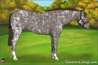 Horse Color:Liver Chestnut Ice 