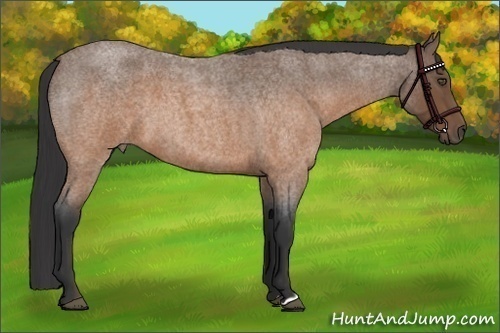 Horse Color:Buckskin Roan 