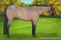 Horse Color:Buckskin Roan 