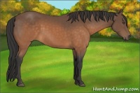 Horse Color:Buckskin 