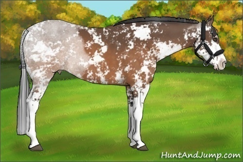 Horse Color:Buckskin Sabino