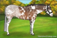 Horse Color:Buckskin Sabino 