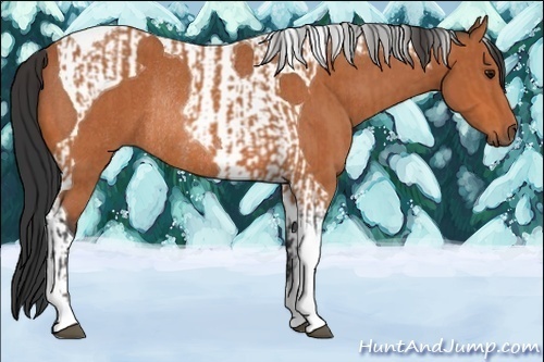 Horse Color:Bay Tobiano and Bay Tobiano Rabicano