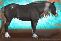 Horse Color:Liver Chestnut Sabino Splash Blanket 